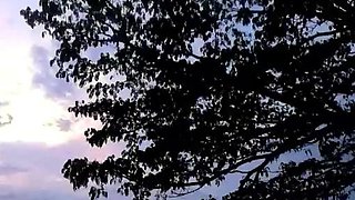 Shemale tranny solo masturbation scene