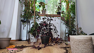 Very Bts Plant Repotting