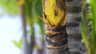 Kianna Dior Playa Del Carmen Shower BJ Featuring Jonni Darkko